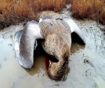 На Одещині по невідомій причині масово гинуть птахи: екологи б'ють на ...